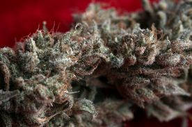 O' Haze Red